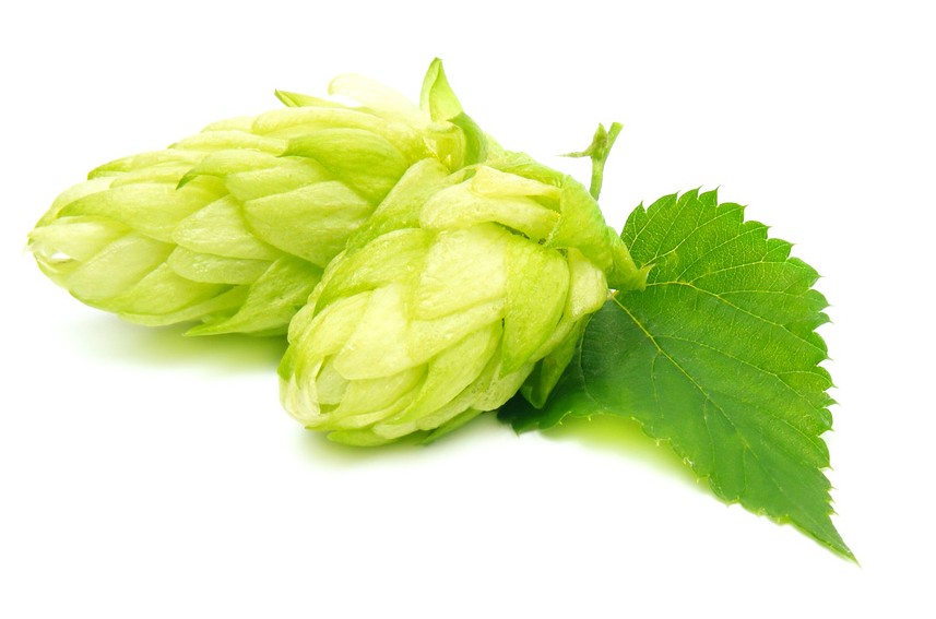 Hops - The Grapes of Beer!